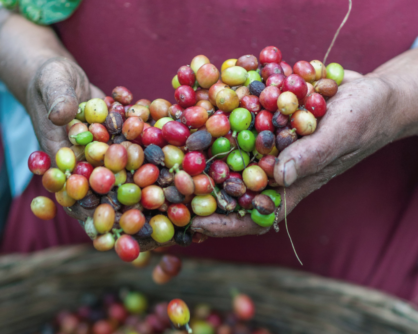 Ingrediënt van de week: koffie-extract