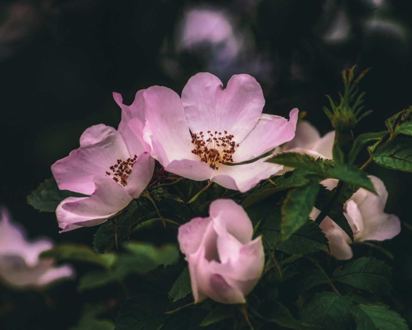 Ingredient of the Week Dog Rose Oil