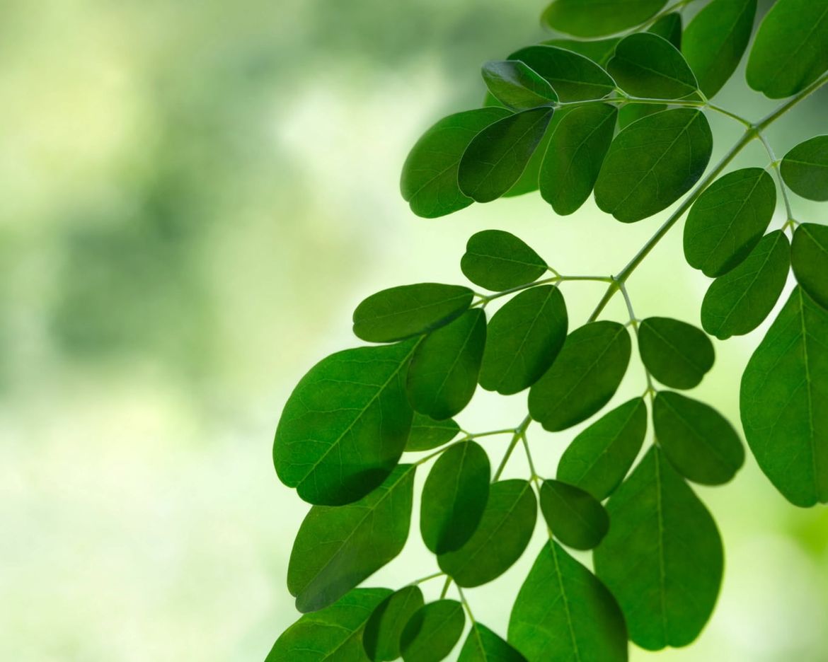 Ingrediente de la semana: aceite de Moringa