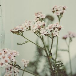 Ingredient of the Week: Yarrow