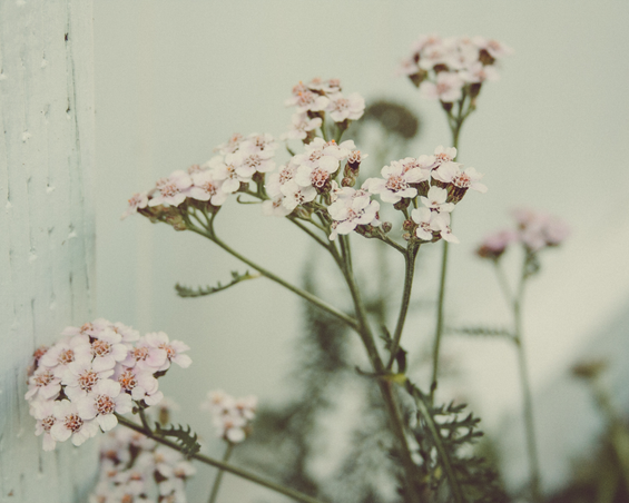 Ingrediente della settimana: l'achillea