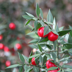 Ingredient of the Week: Butcher's Broom