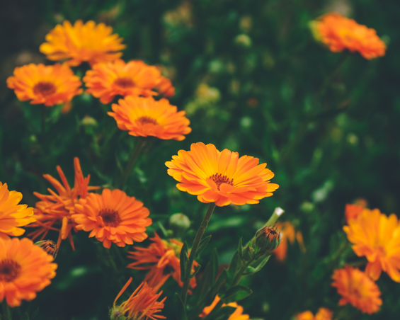 Inhaltsstoff der Woche: Calendula