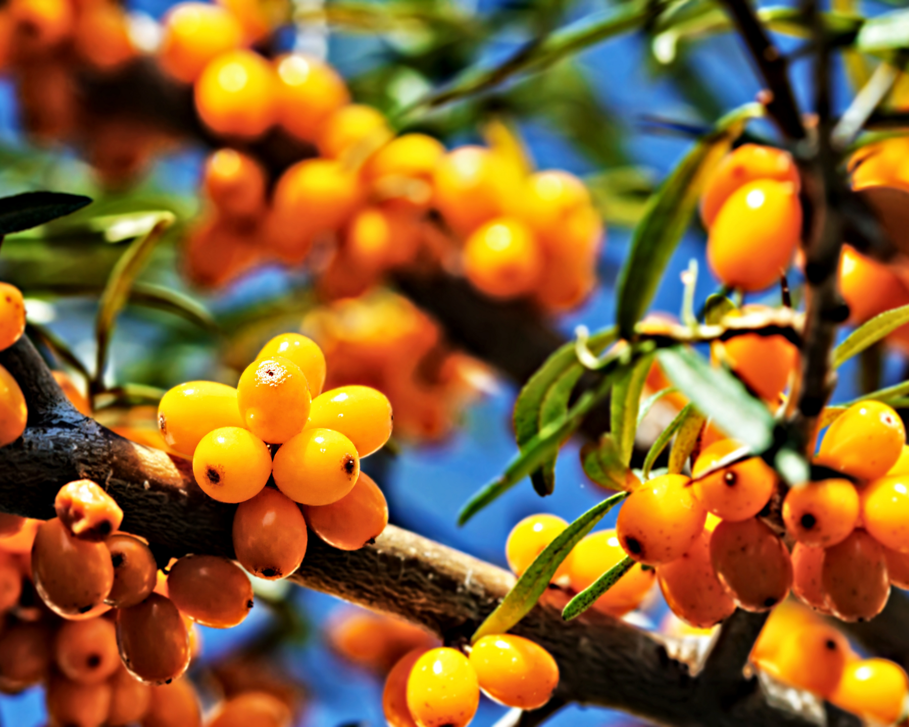 Ingredient of the Week: Sea Buckthorn Oil