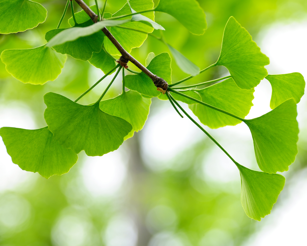 L'ingrédient de la semaine : la poudre de feuilles de Ginkgo