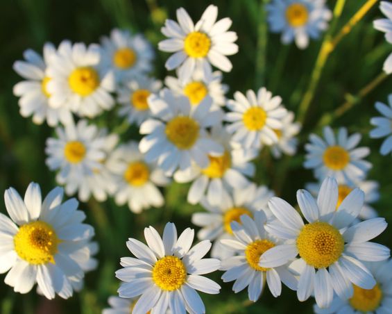 Ingredient of the Week: Chamomile 