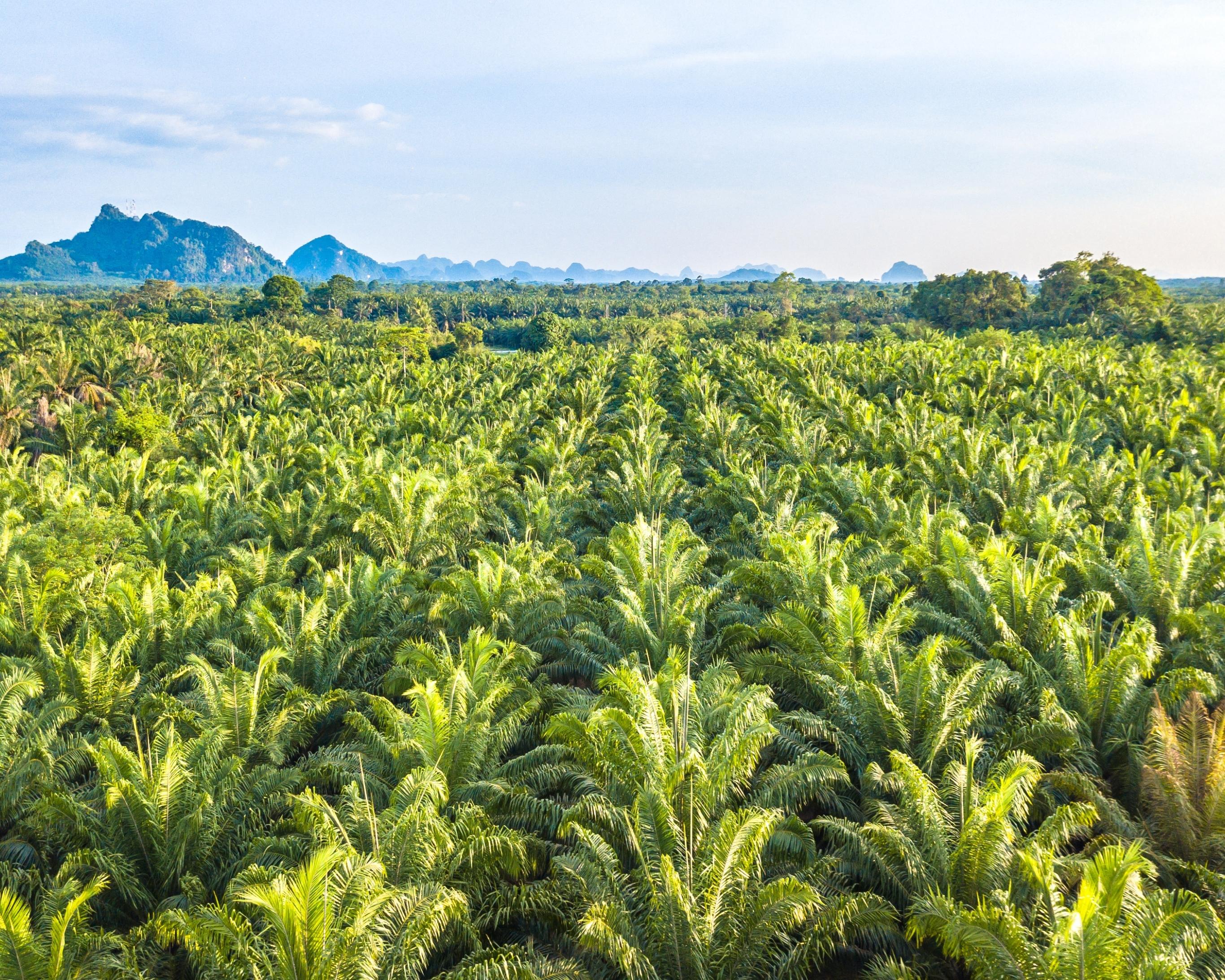 Renoncer à l'huile de palme : pour le bien de l'environnement