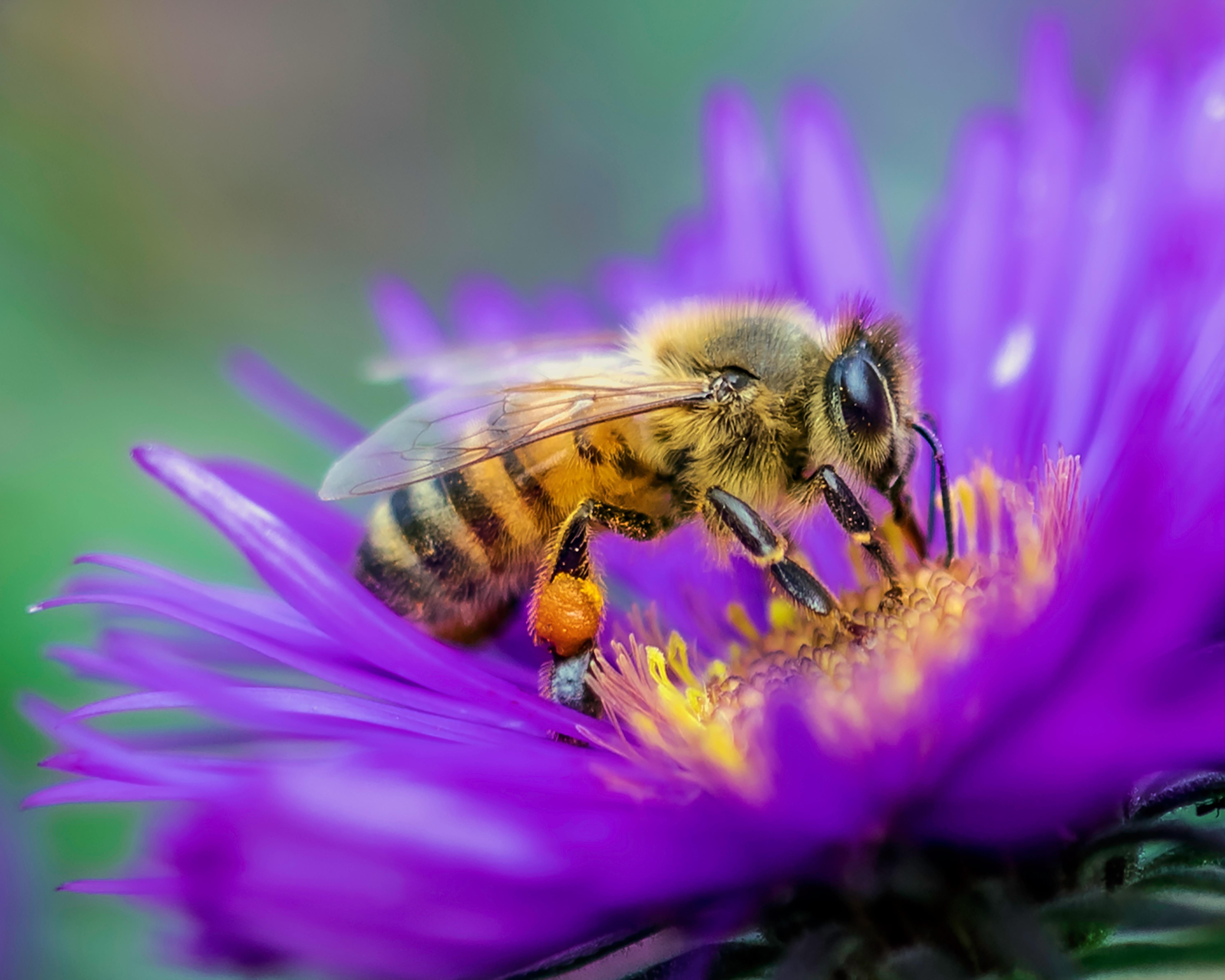 Pour les abeilles : choisir des cosmétiques bio sans pesticides