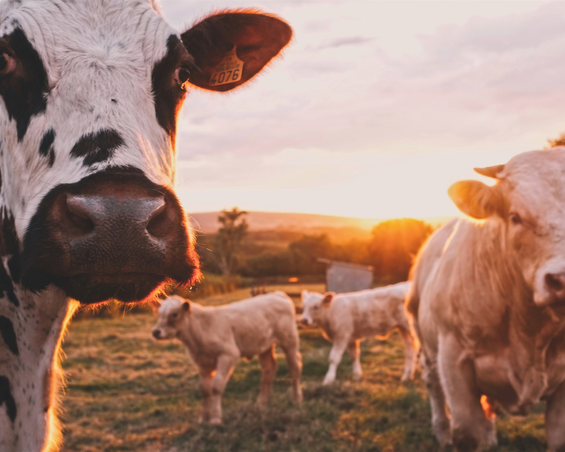 Por que o leite animal é ruim para sua pele