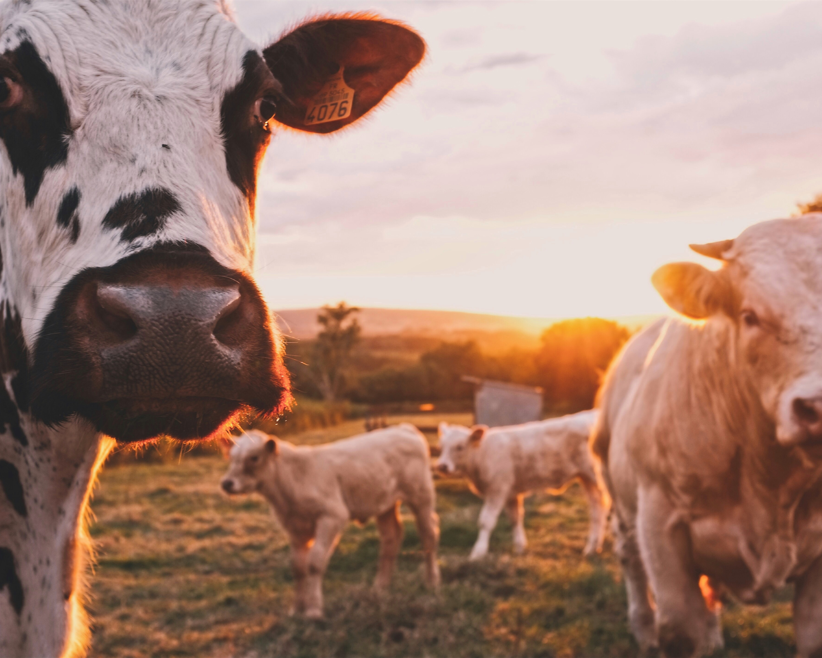 Miért káros az állati eredetű tej bőre számára?