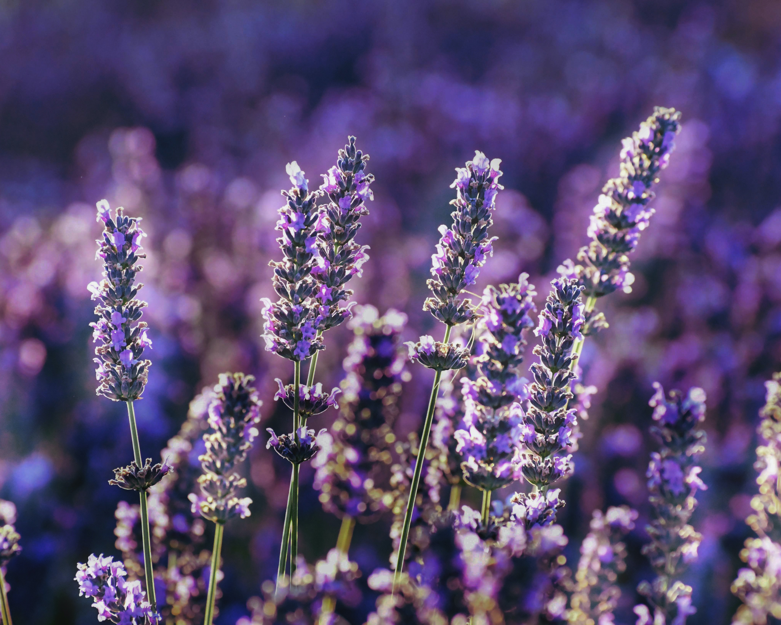 Inhaltsstoff der Woche: Lavendel