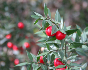 Ingredient of the Week: Butcher's Broom