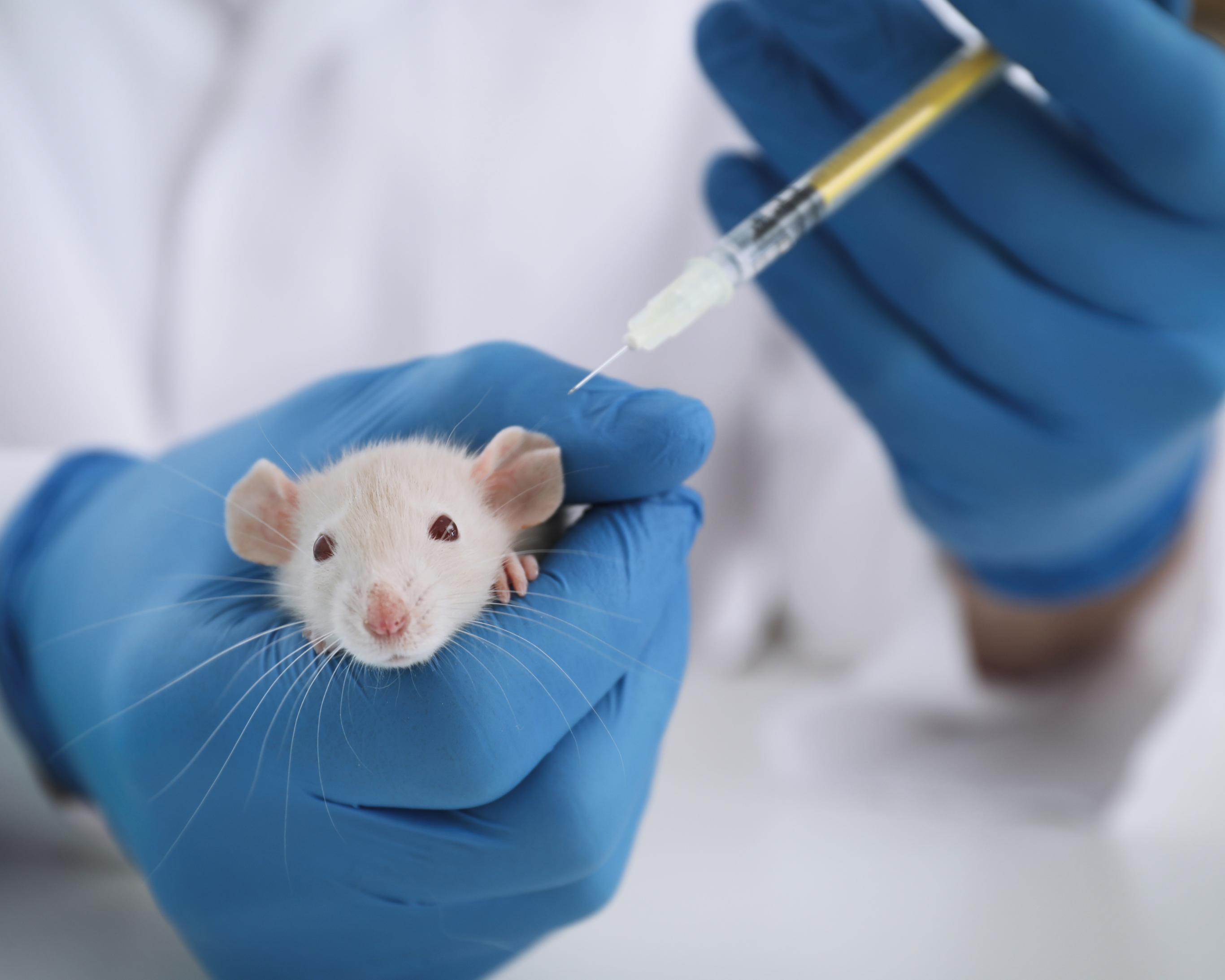 Contre l'expérimentation animale : 6 faits intéressants