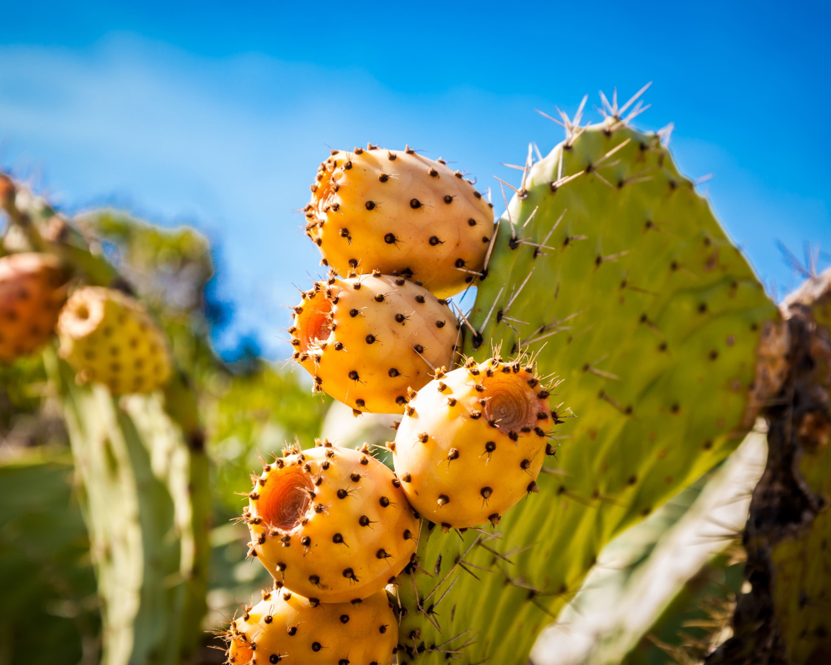 Inhaltsstoff der Woche: Kaktusfeigenkernöl